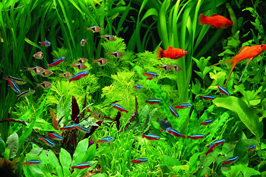 Alimentos para peces